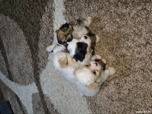 cătei bichon - imagine 4