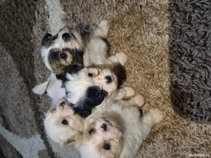 cătei bichon - imagine 3