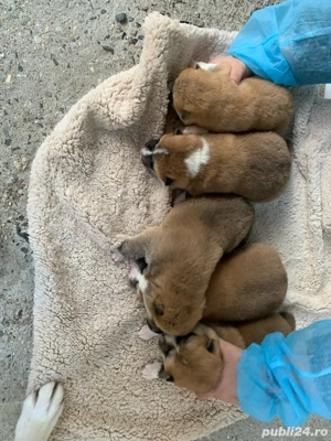 Akita Inu pui - imagine 3