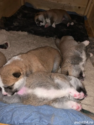 Akita Inu pui - imagine 4