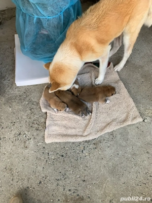 Akita Inu pui - imagine 2