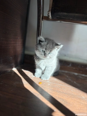 Pisicuțe british shorthair blue 
