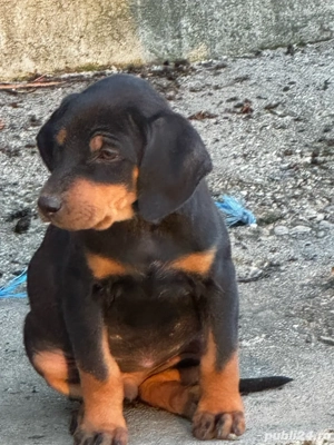 Căței copoi ardelenesc  - imagine 2