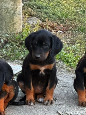 Căței copoi ardelenesc  - imagine 4