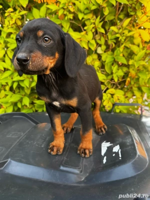 Căței copoi ardelenesc 