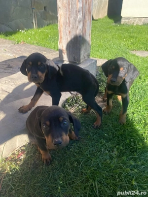 Căței copoi ardelenesc  - imagine 3