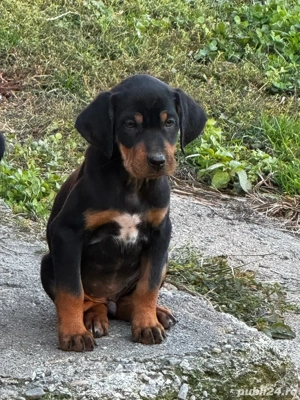 Căței copoi ardelenesc  - imagine 5