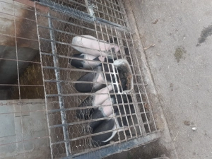 Vand purcei bazna cu pietran - imagine 2