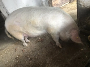 scroafa pentru sacrificat  - imagine 4