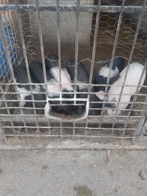 Vand purcei bazna cu pietran - imagine 4