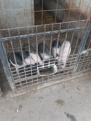 Vand purcei bazna cu pietran - imagine 3