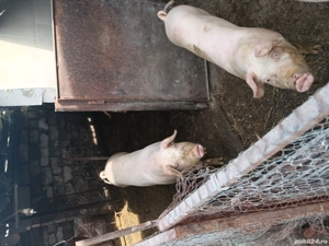 Porci de vanzare  - imagine 2