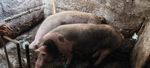 porci pentru sacrificare - imagine 4