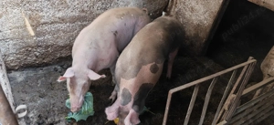 porci pentru sacrificare - imagine 2