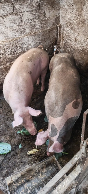 porci pentru sacrificare - imagine 3