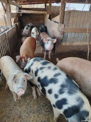 Vand porci Duroc și petrian - imagine 3
