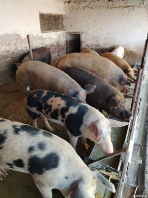 Vand porci Duroc și petrian