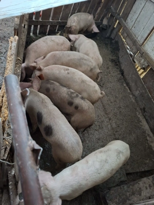 Vând purcei rasa de carne