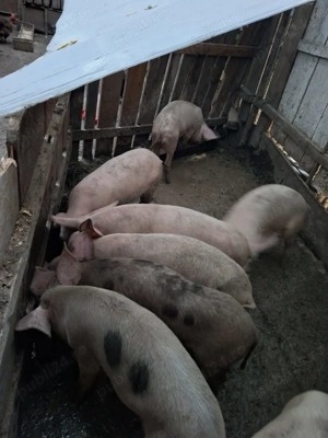 Vând purcei rasa de carne