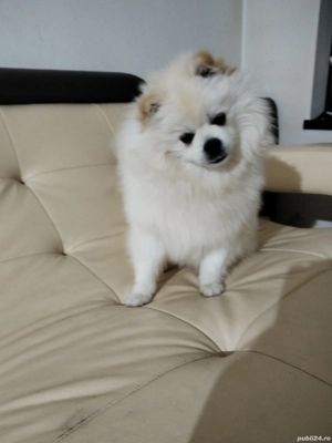 Masculi superbi - imagine 3