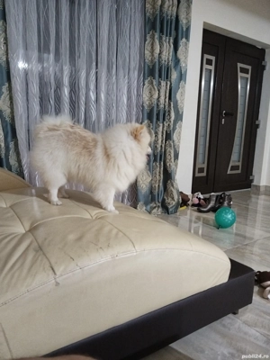 Masculi superbi - imagine 2