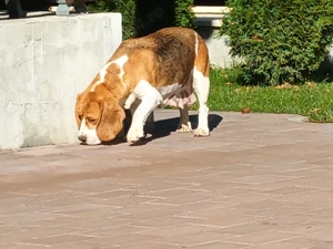 Pui beagle tricolor 2 luni  - imagine 3