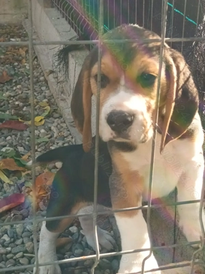 Pui beagle tricolor 2 luni 