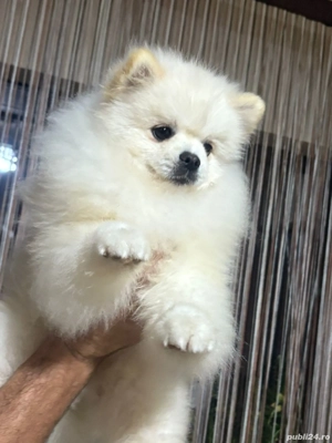 Masculi superbi - imagine 5