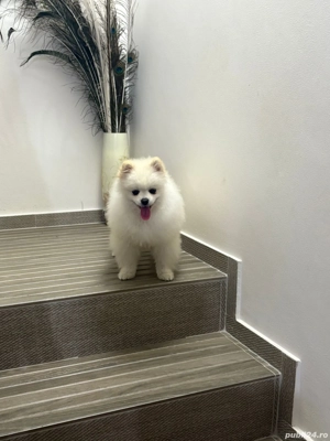 Masculi superbi - imagine 4