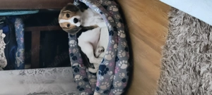 Cățelușa beagle de vanzare - imagine 2