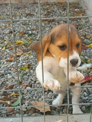 Pui beagle tricolor 2 luni  - imagine 2