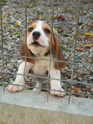 Pui beagle tricolor 2 luni 