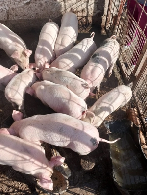 Purcei de vânzare  - imagine 2