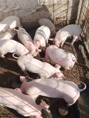 Purcei de vânzare  - imagine 3