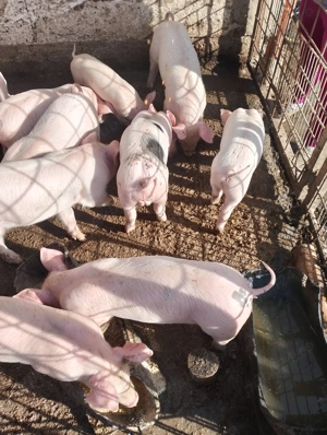 Purcei de vânzare  - imagine 4