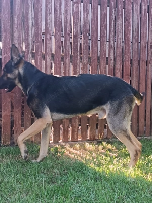 Vând cățel ciobanesc german - imagine 4