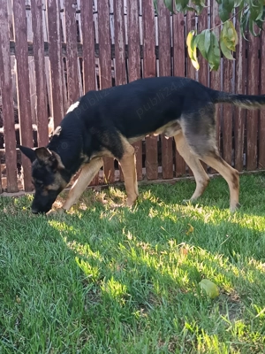 Vând cățel ciobanesc german - imagine 2