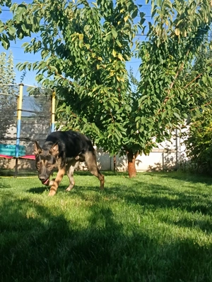 Vând cățel ciobanesc german - imagine 5