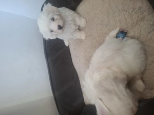 Bishoni maltez mini toy rasa pura - imagine 3