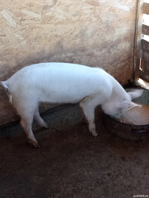 schimb cu oi sau capre 