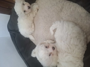 Bishoni maltez mini toy rasa pura - imagine 2