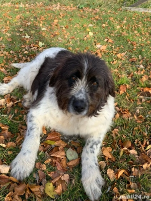 Cățelușa Suflețica