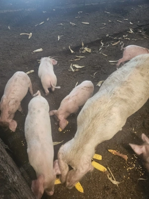 Vând purcei de 3 lunii - imagine 3
