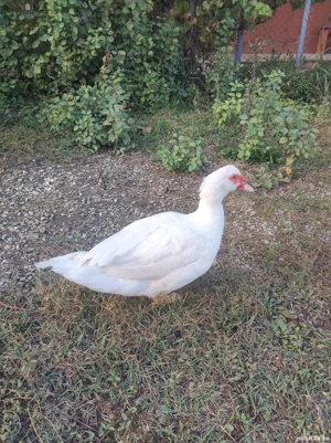 rațe și rătoi  - imagine 2