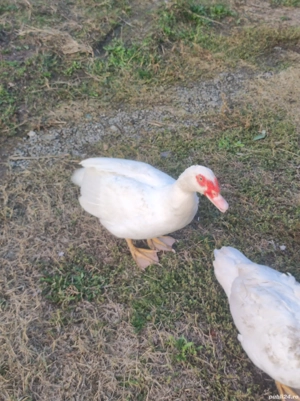 rațe și rătoi  - imagine 3