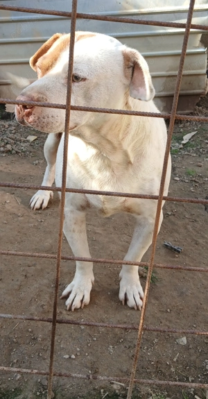 Vând câine Amstaff de 4 Ani