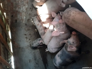 porci 100-110 kg - imagine 3