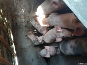 porci 100-110 kg - imagine 4