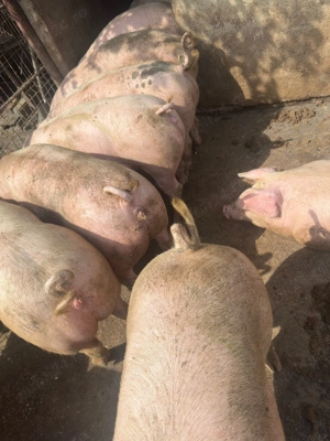 Porci de vanzare de carne  - imagine 2