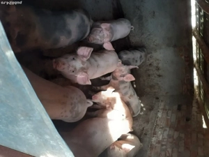 porci 100-110 kg - imagine 2
